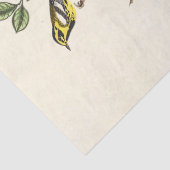Audobon Bird ephemera tissue paper 薄葉紙 (詳細)