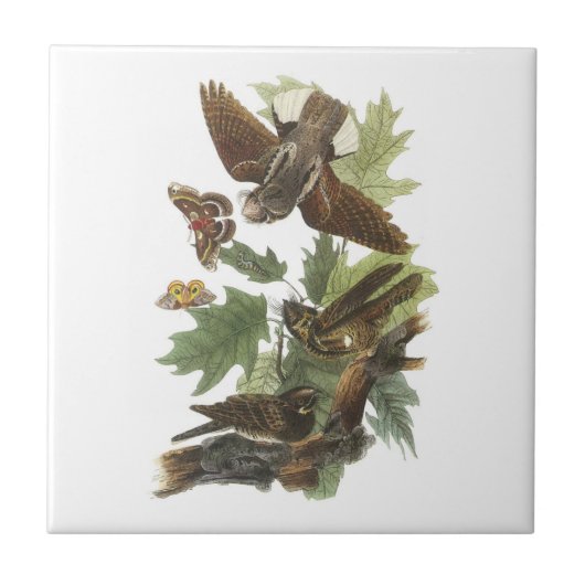 Audubonによって鞭貧し タイル (正面)