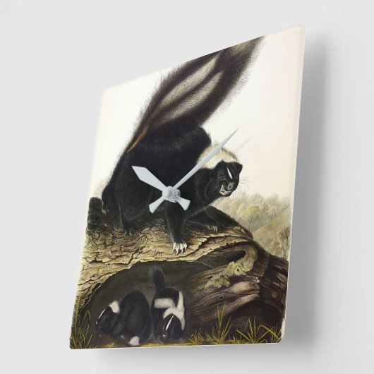 AudubonによるアメリカストライプののSkunkまたはSkunk スクエア壁時計 (傾斜)