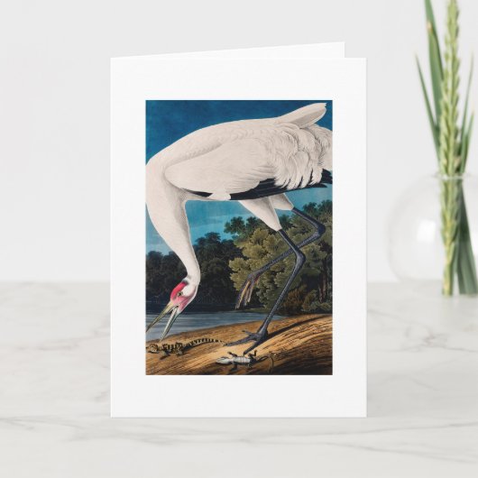 Audubonのアメリカ人のHoopingクレーン カード (正面)