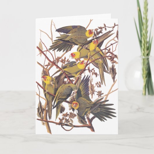 Audubonのカロライナインコ カード (正面)