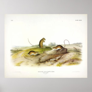 Audubonのジャンプするネズミ、または牧草地ジャンプするネズミ ポスター