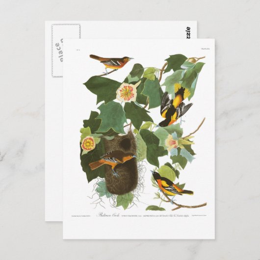Audubonのプレート12ボルティモア・オリオールズ ポストカード (正面/裏面)