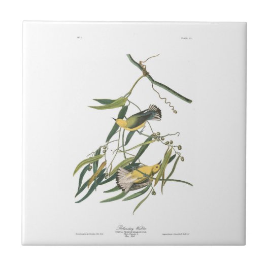 Audubonのプレート3のProthonotaryのアメリカムシクイ タイル (正面)