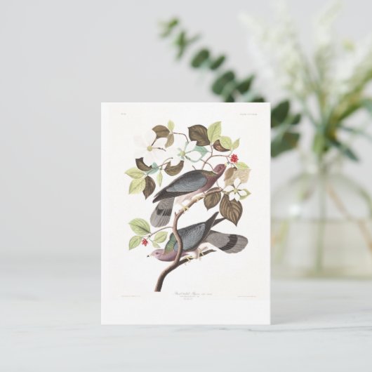 Audubonのプレート367のバンド後につかれたハト ポストカード (スタンド正面)