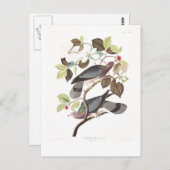 Audubonのプレート367のバンド後につかれたハト ポストカード (正面/裏面)