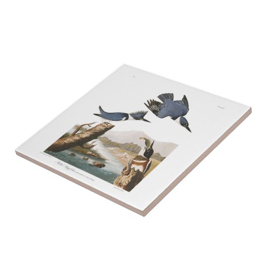 Audubonのプレート77のベルトを付けられたカワセミ タイル (側面)