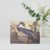 Audubonのルイジアナの鷲かTricoloredの鷲 ポストカード (スタンド正面)