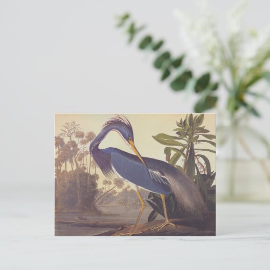 Audubonのルイジアナの鷲かTricoloredの鷲 ポストカード (スタンド正面)