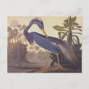 Audubonのルイジアナの鷲かTricoloredの鷲 ポストカード