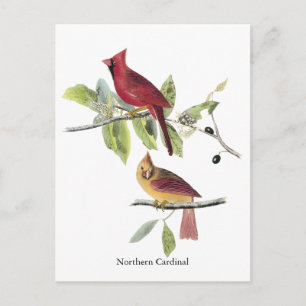 Audubonの北の(鳥)ショウジョウコウカンチョウ ポストカード
