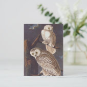 Audubonの暗い怖い夜に雪のように白いフクロウ ポストカード (スタンド正面)