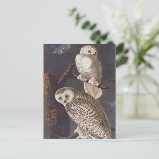 Audubonの暗い怖い夜に雪のように白いフクロウ ポストカード (スタンド正面)