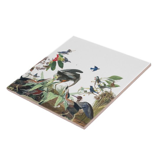 Audubonの鷲の鳥の野性生物のコラージュのタイル タイル (側面)