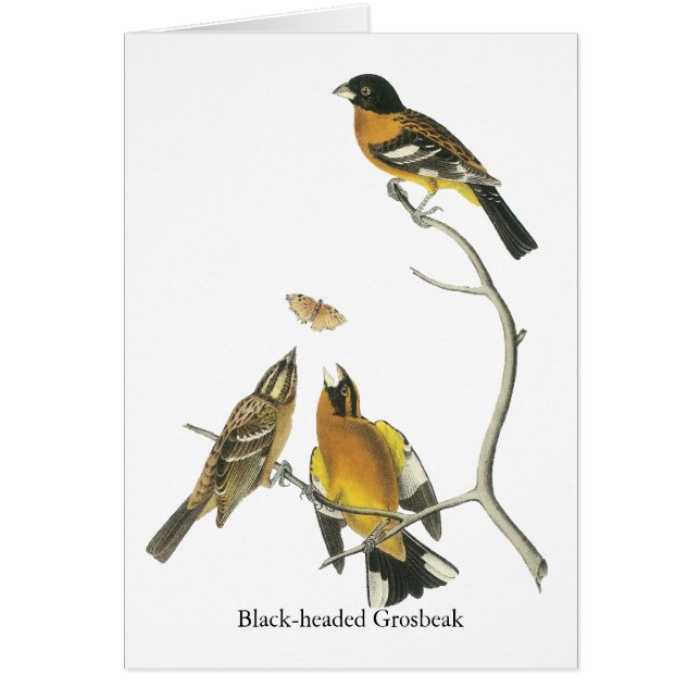 Audubonの黒頭のGrosbeak (正面)