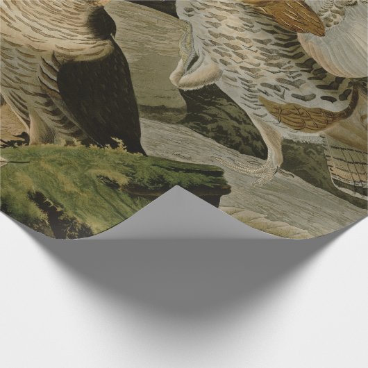 AudubonのRuffedライチョウのトリオの絵画 ラッピングペーパー (角)