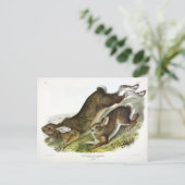AudubonのSnowshoe Hare, summer (Northern Hare) ポストカード (スタンド正面)