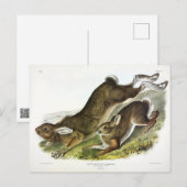 AudubonのSnowshoe Hare, summer (Northern Hare) ポストカード (正面/裏面)