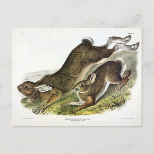 AudubonのSnowshoe Hare, summer (Northern Hare) ポストカード (正面)