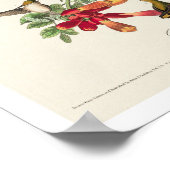 Audubonポスターによるルビーを使ったハミング鳥 ポスター (角)