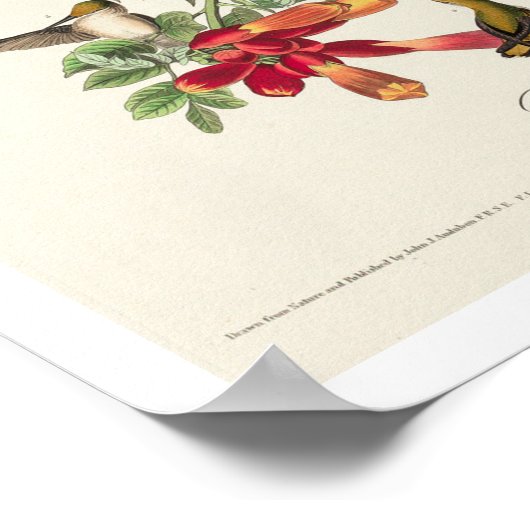 Audubonポスターによるルビーを使ったハミング鳥 ポスター (角)