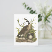 Audubon著カナダのガチョウ ポストカード (スタンド正面)