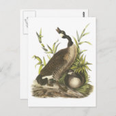 Audubon著カナダのガチョウ ポストカード (正面/裏面)