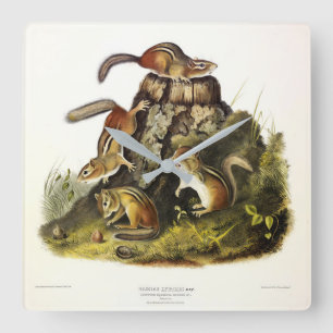 Audubon著チッピングリス( Eastern Chipmunk ) スクエア壁時計