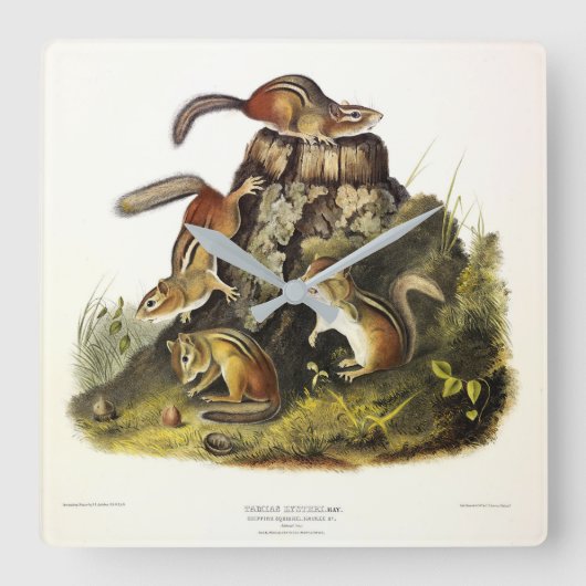 Audubon著チッピングリス( Eastern Chipmunk ) スクエア壁時計 (正面)