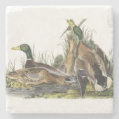 Audubon著マガモ ストーンコースター (正面)