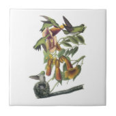 Audubon著ルビーthroatedハチドリ タイル (正面)