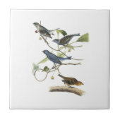 Audubon著ルリノジコ タイル (正面)