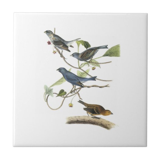 Audubon著ルリノジコ タイル (正面)