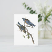 Audubon著西部のブルーバード ポストカード (スタンド正面)