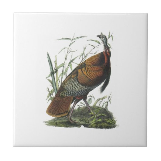 Audubon著野生のトルコ タイル (正面)