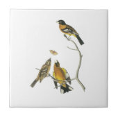 Audubon著黒頭のGrosbeak タイル (正面)