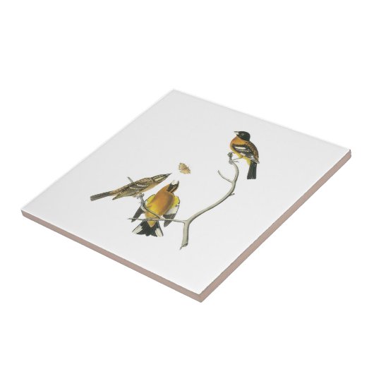 Audubon著黒頭のGrosbeak タイル (側面)
