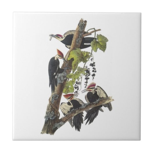 Audubon著Pileatedのキツツキ タイル (正面)