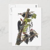 Audubon著Pileatedのキツツキ ポストカード (正面/裏面)