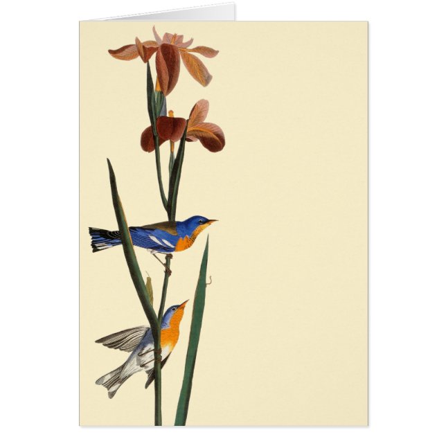 Audubon: アメリカムシクイ (正面)