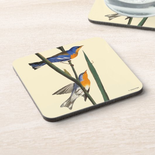 Audubon: アメリカムシクイ コースター (左側)