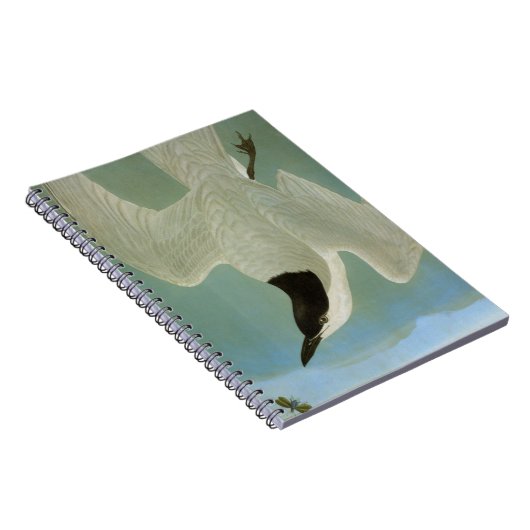 Audubon: カモメ勘定書を出されたアジサシ ノートブック (右側)