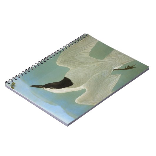 Audubon: カモメ勘定書を出されたアジサシ ノートブック (左側)