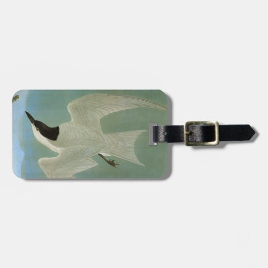 Audubon: カモメ勘定書を出されたアジサシ ラゲッジタグ (正面横)