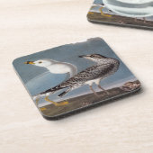 Audubon: リング勘定書を出されたカモメ コースター (左側)