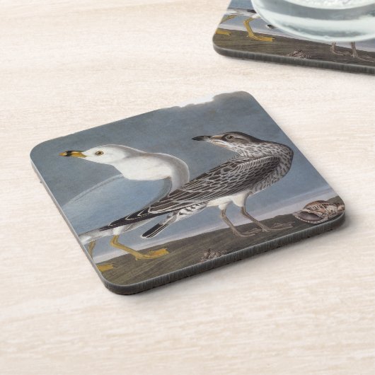 Audubon: リング勘定書を出されたカモメ コースター (左側)