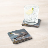 Audubon: リング勘定書を出されたカモメ コースター (右側)