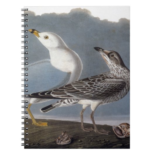 Audubon: リング勘定書を出されたカモメ ノートブック (正面)