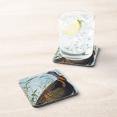 Audubon: 野生のトルコ コースター (右側)