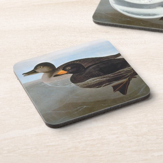 Audubon: 黒いScoter コースター (左側)